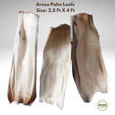 Areca Leaf